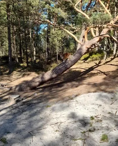 Nyaraló Letniskowy Wczasy Nad Morzem